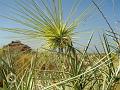 Coastal Spinegrass